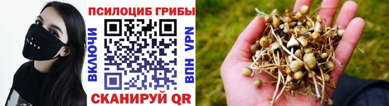 где можно купить   Судогда  Галлюциногенные грибы Cubensis 